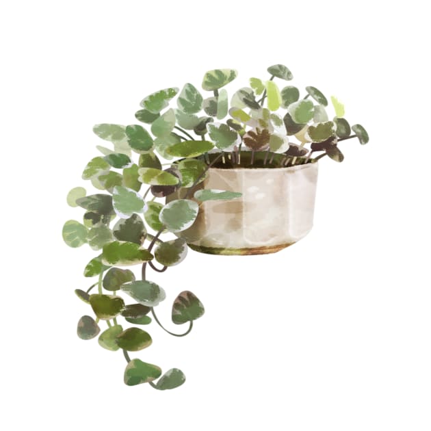 String of Hearts Succulent House Plant by Dear Fawn Studio