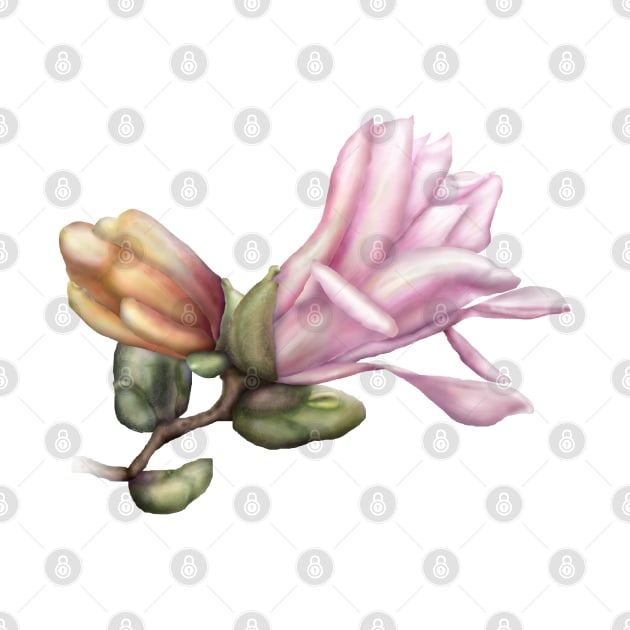 Magnolia Illustration by emadamsinc