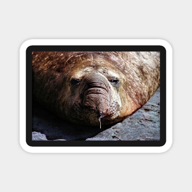 "A Face Only a Mother Could Love." Male Southern Elephant Seal Magnet by Carole-Anne