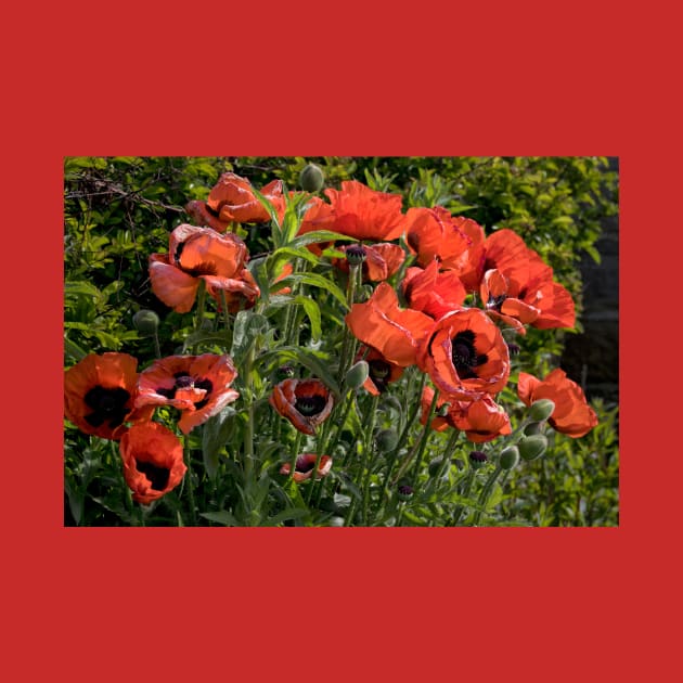 Blood Red Backlit Poppies - rework by Violaman