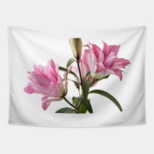 Lilium  Roselily Isabella  Double Oriental hybrid Lily Tapestry