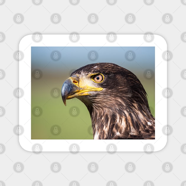 Close-up of an immature American bald eagle Magnet by Dolfilms