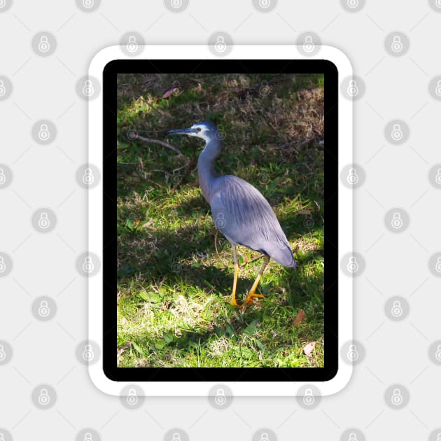 The White Face Heron! Magnet by Mickangelhere1