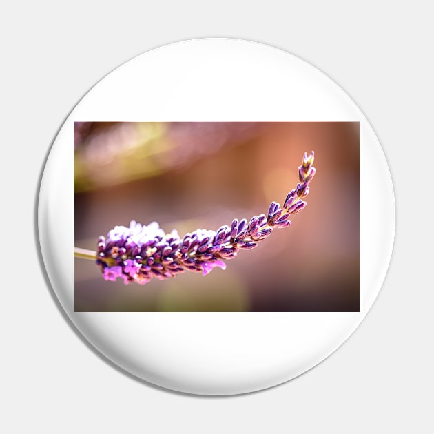 Lavender and bokeh Pin by blossomcophoto