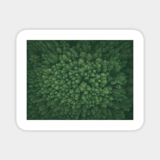 Green pine forest Magnet