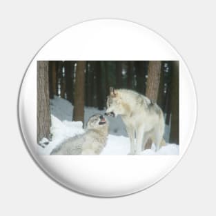 Timber wolves at play Pin