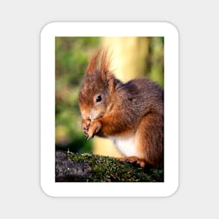 Red Squirrel Magnet