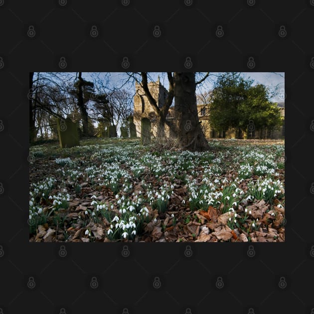 Churchyard Snowdrops by MartynUK