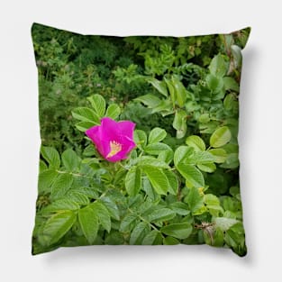 Wild Rose Pillow