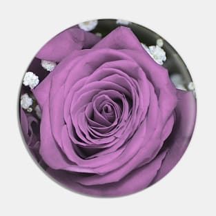 Purple rose. Pin