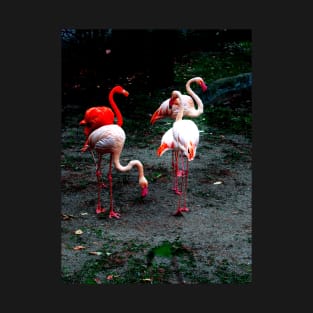 Pink and red flamingos T-Shirt