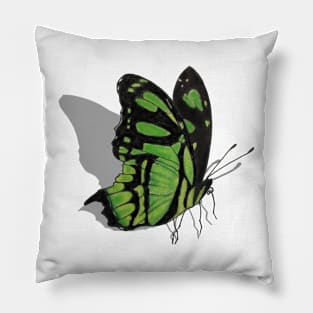 Malachite Butterfly with Shadow Pillow