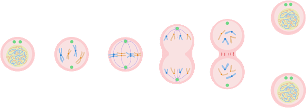 Diagram of Mitosis Kids T-Shirt by CursedContent