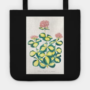 Variegated Sedum - Hylotelephium sieboldii variegata - botanical illustration Tote