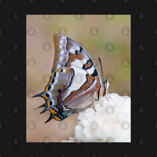 Swallowtail Butterfly on a Rose by clearviewstock