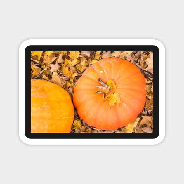 Two pumpkins Magnet by sma1050