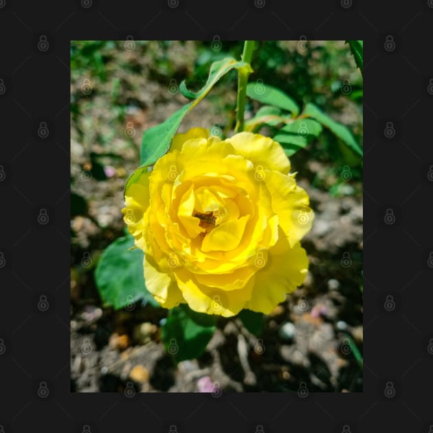 Beautiful Yellow Rose by Anastasia-03