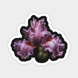 Pink iris Magnet