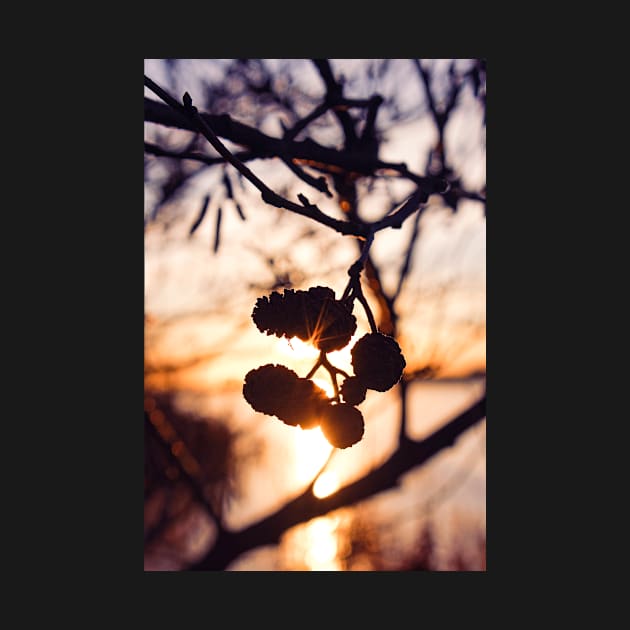 Winter sunset through the pine trees by chiaravisuals