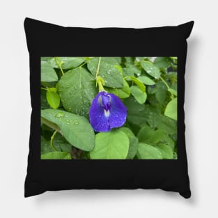 Violet Flower Blossom Pillow