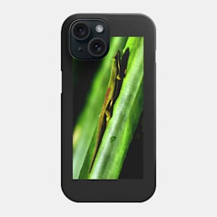 Day Gecko, Madagascar Phone Case