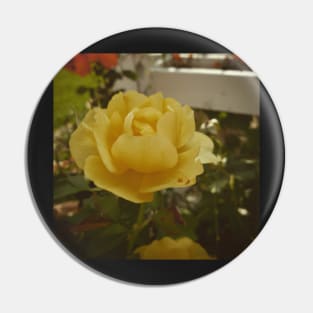 Rose of yellow Pin