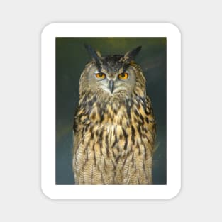 European Eagle Owl Magnet