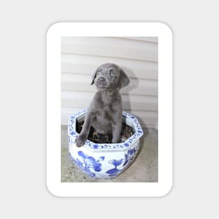 Planted Luna - Labrador :: Canines and Felines Magnet