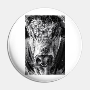 English Longhorn Bull Pin