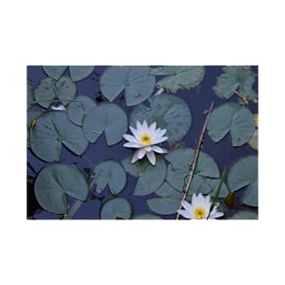 Beautiful white water lily T-Shirt