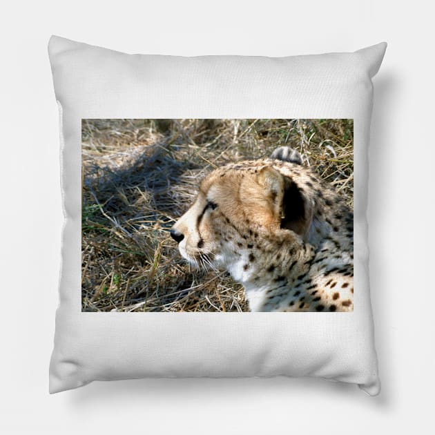 Cheetah portrait, up close and personal Pillow by GrahamCSmith