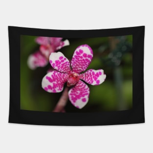 Pink and White Orchid Tapestry