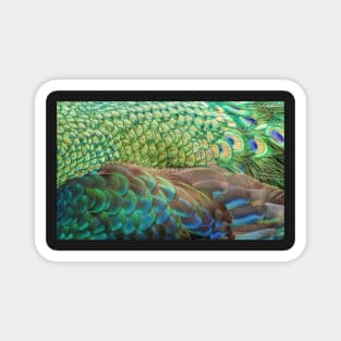 Peacock Feathers Abstract Magnet