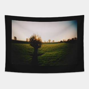 Film photo of a lone tree standing in a green field of grass; the sun has begun to set Tapestry