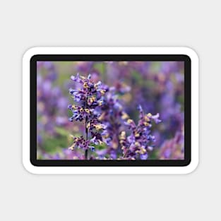 Lavender Flowers Magnet
