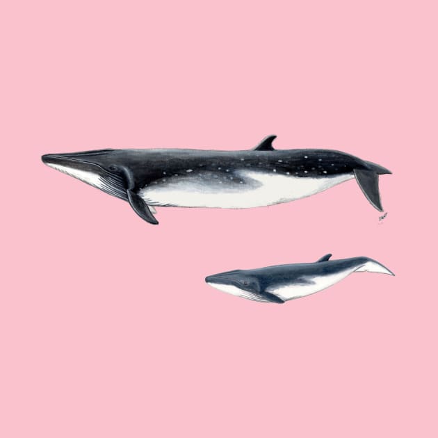 Bryde´s whale with baby whale by chloeyzoard