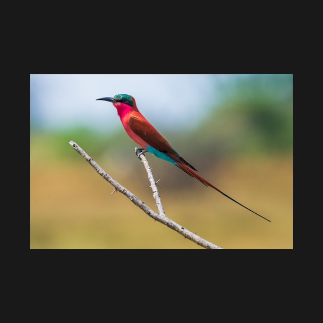 Southern Carmine Bee-eater (Merops nubicoides) by njones