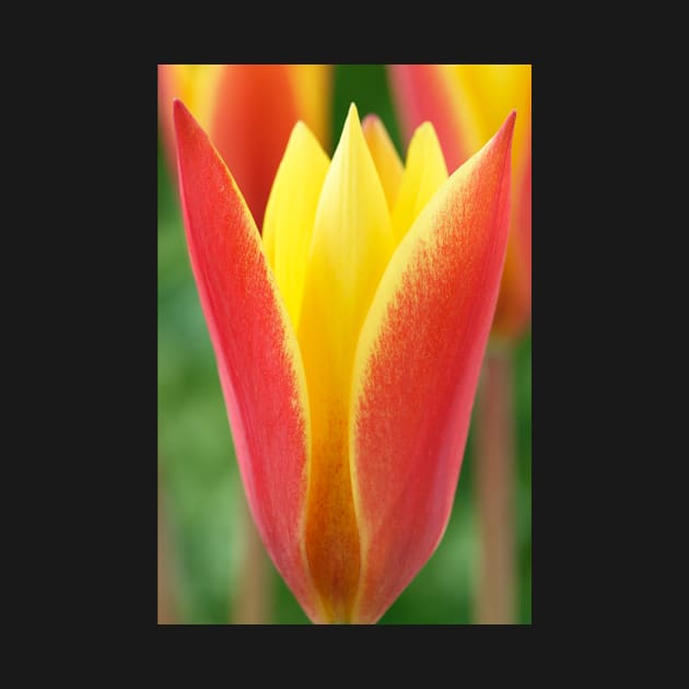 Tulipa clusiana var. chrysantha  'Tubergen's Gem'  Lady tulip  Miscellaneous tulip group by chrisburrows