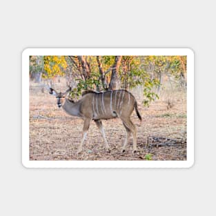 Female Kudu in the Bush Magnet