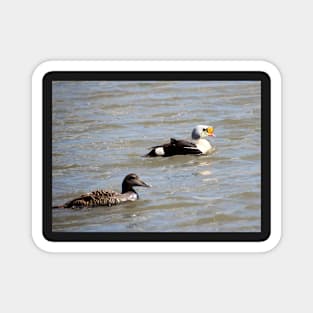 Eiders Magnet