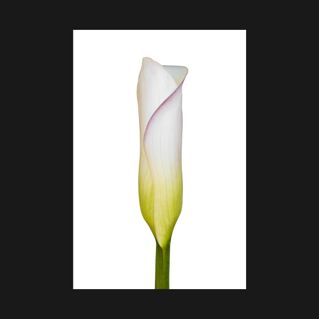 Arum Lily Bud by scotch