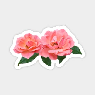 Two Delicate Pink Roses Magnet