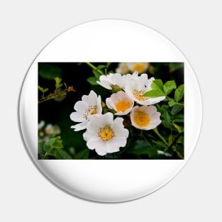 English Wild Flowers - Dog Rose Pin