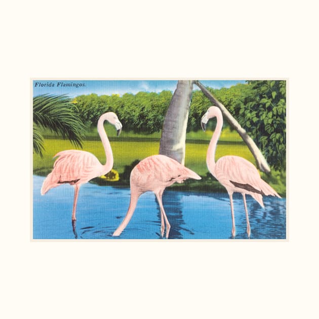 Florida Flamingos postcard by WAITE-SMITH VINTAGE ART