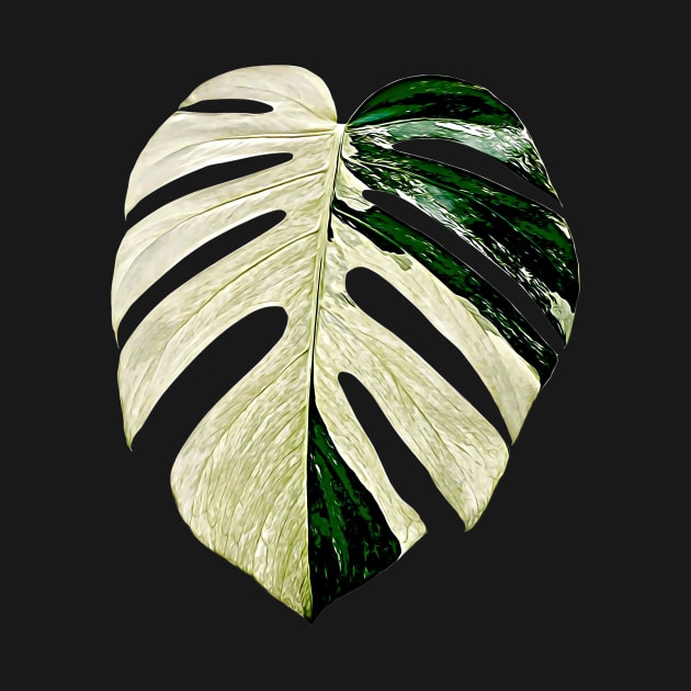 MONSTERA MINT VARIEGATED by plantees-id
