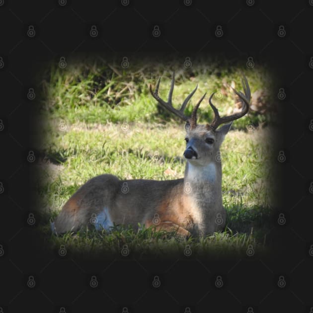 White-tailed Deer by Paul Prints