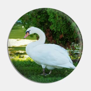 Graceful Swan Standing Under a Tree Pin