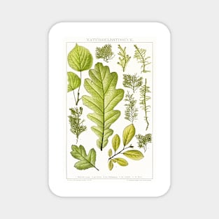 Assorted leaves and mosses - Botanical Illustration Magnet