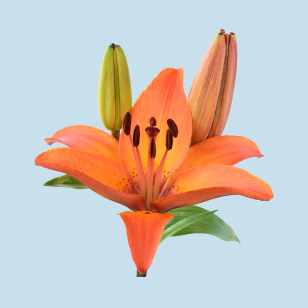 Lilium  &#39;Orange Pixie&#39;  Dwarf Asiatic lily by chrisburrows