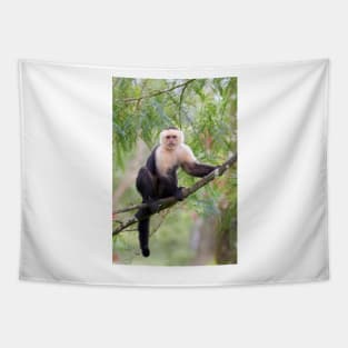 Capuchin monkey - Costa Rica Tapestry